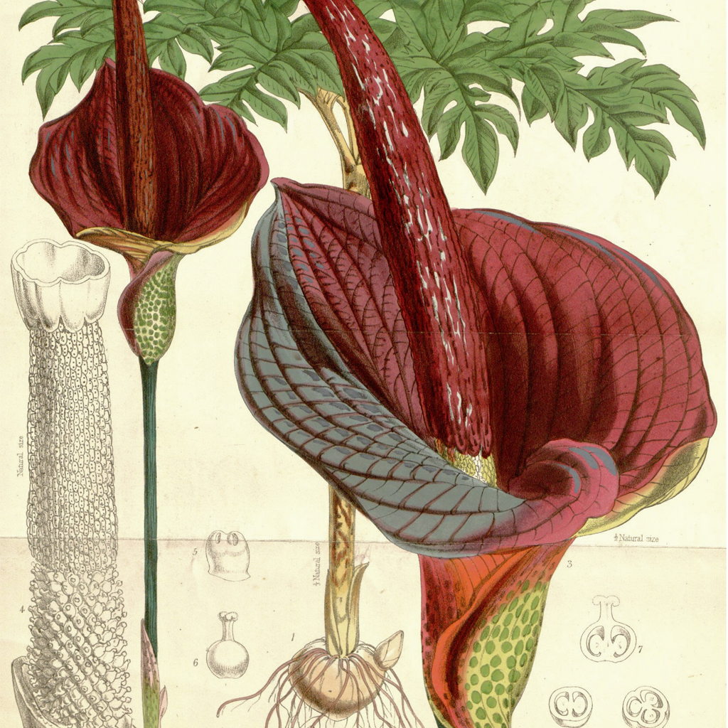 В ожидании трупного цветка (Дневник Элиф Батуман)
