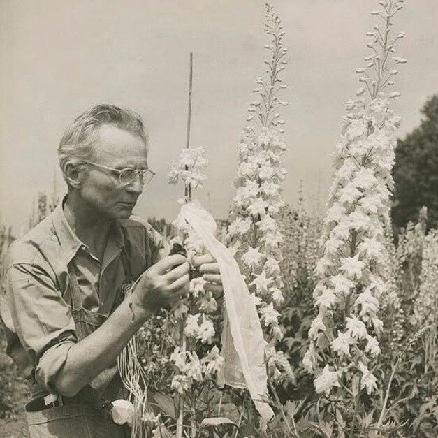 Когда природа становится искусством: Дельфиниумы, которые изменили все